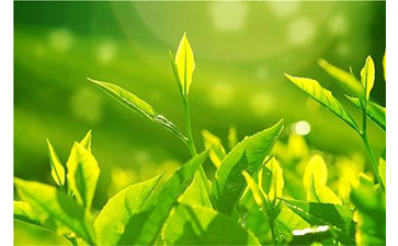 茶葉防偽溯源系統具有哪些優勢價值？