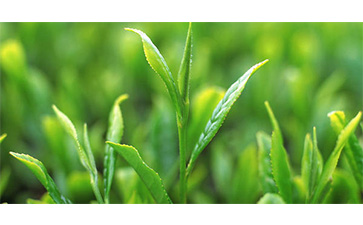 茶葉質量追溯管理系統可以實現哪些功能？具有哪些優點？